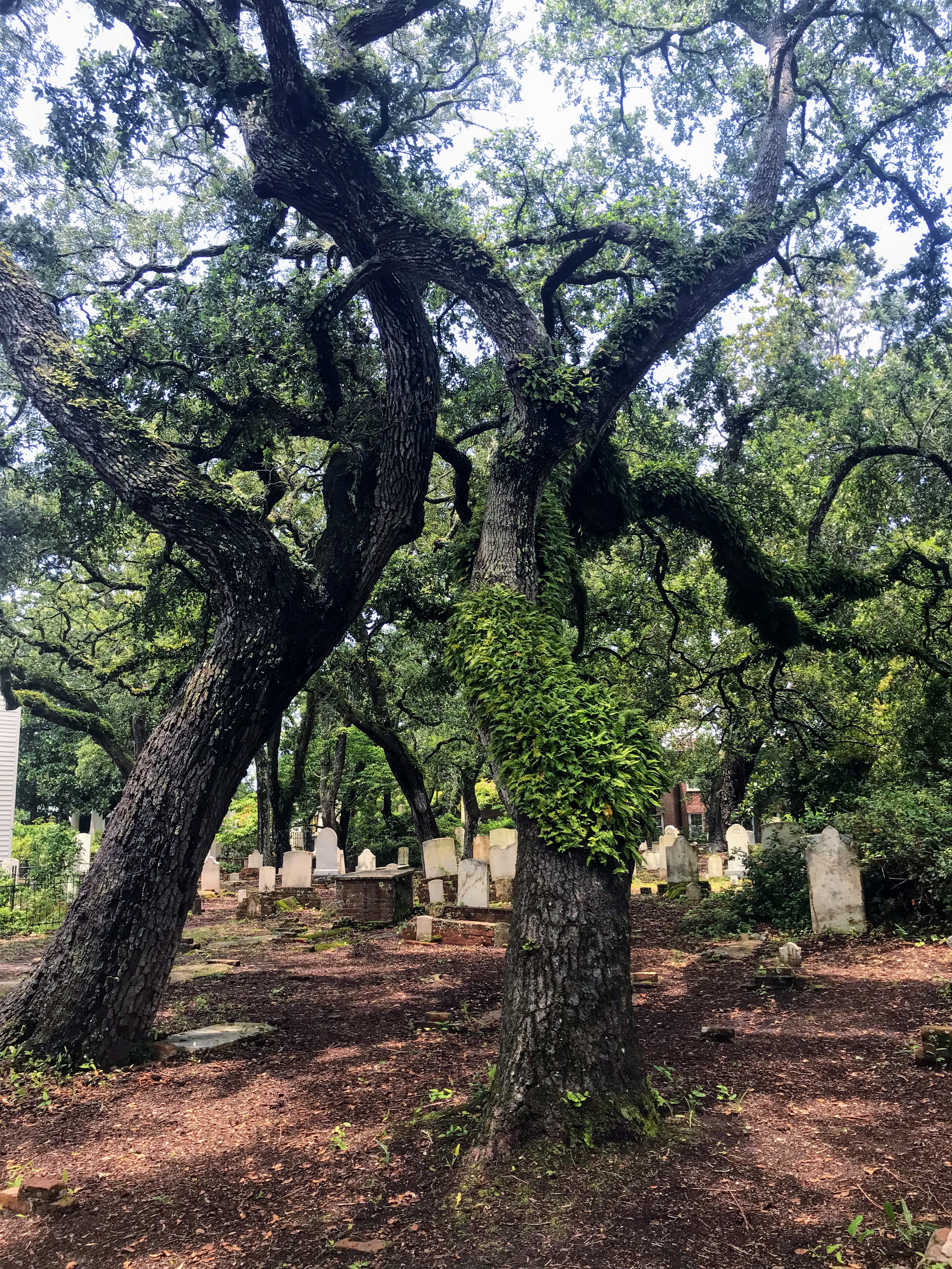 Ferns growing on the trees at the Old Cemetery in Beaufort, North Carolina