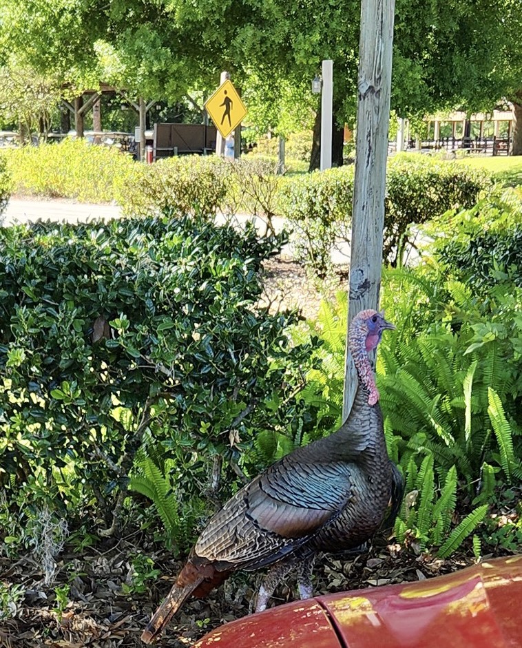 Turkey at Fort Wilderness Campground Disney World