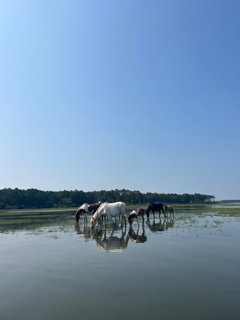 Diasy Island Cruises Chincoteague, Virginia