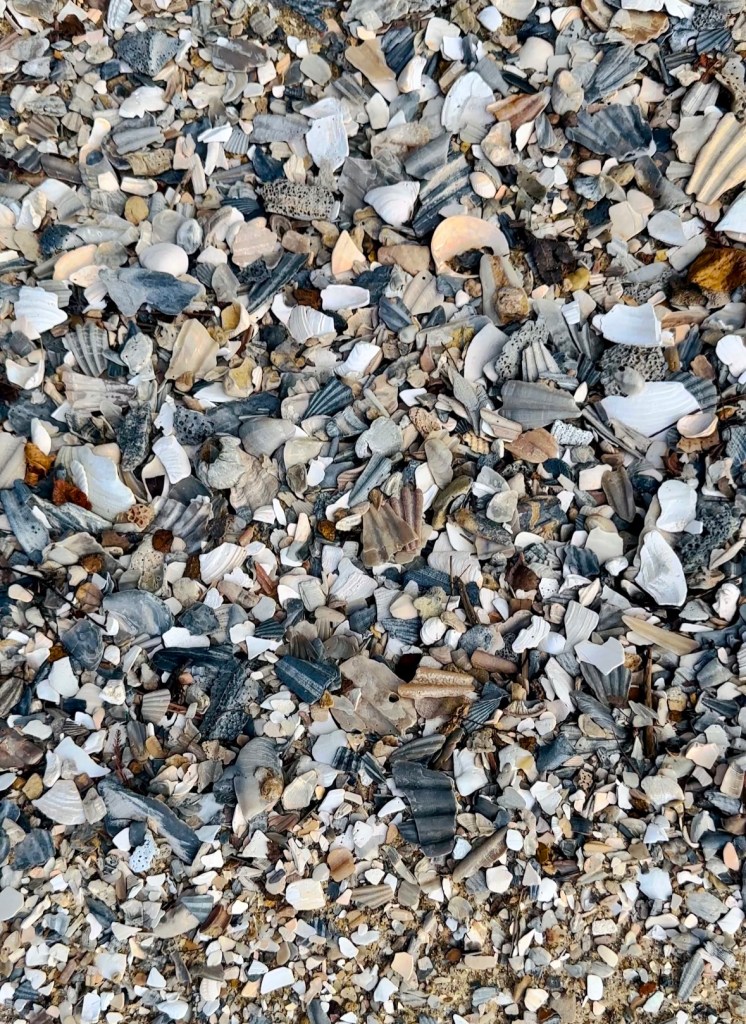 Chippokes State Park in Surry, Virginia