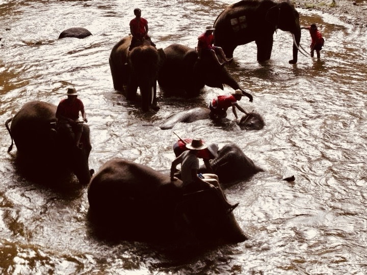 elephants bathing, in Phuket, Thailand