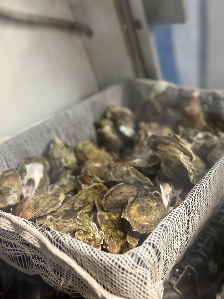 Refuge Inn Chincoteague Virginia