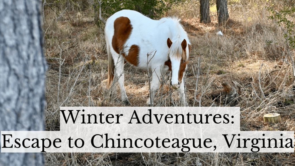 wild ponies of chincoteague island Virginia