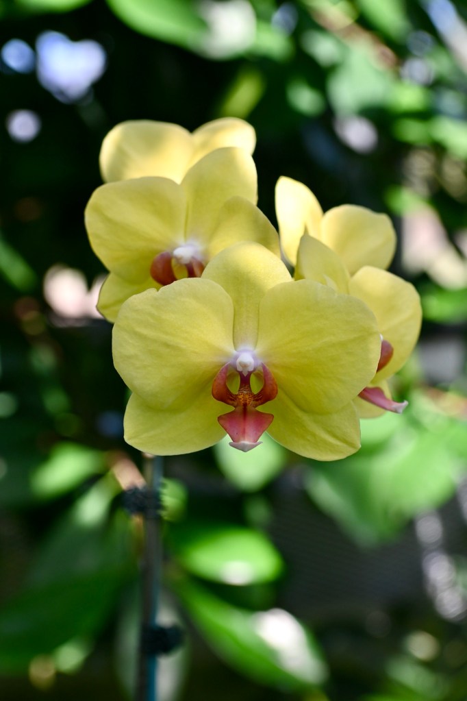 Lewis Ginter Botanical Gardens