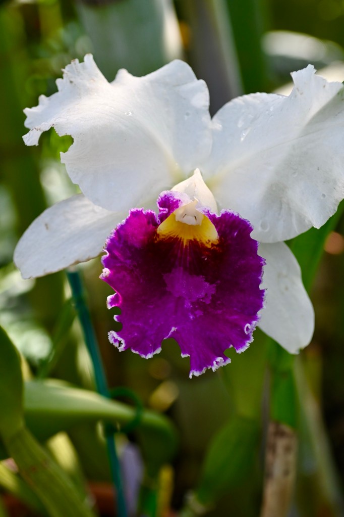 Lewis Ginter Botanical Gardens