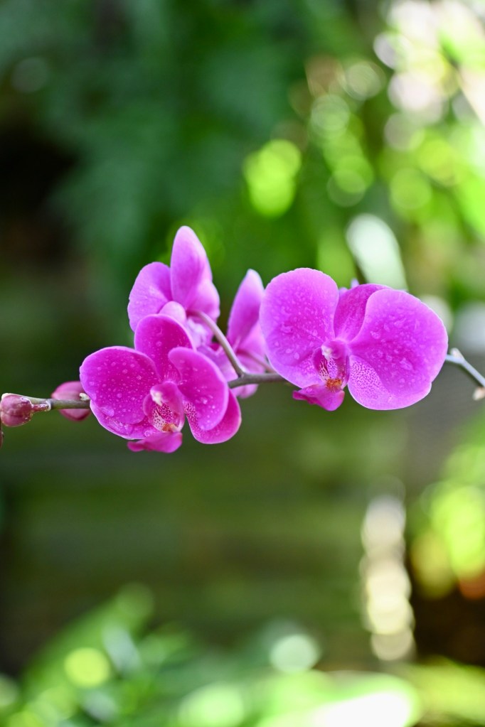 Lewis Ginter Botanical Gardens