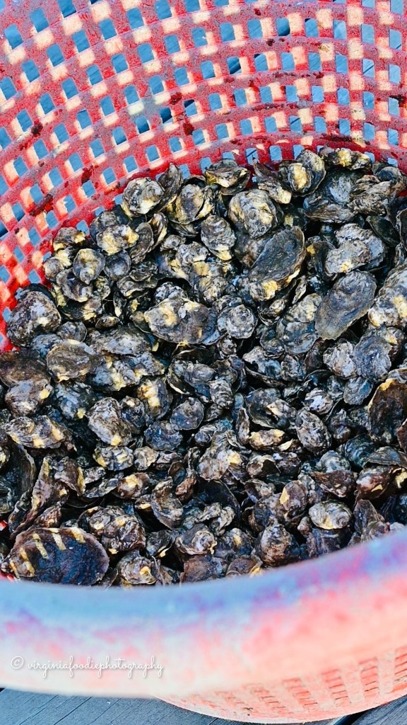basket full of oyster shells