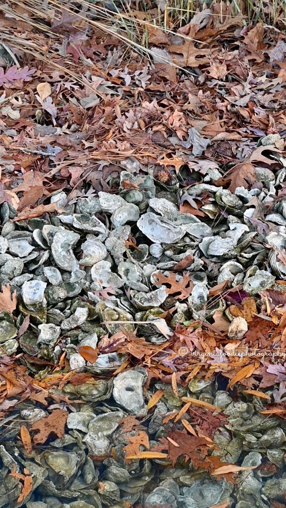 oyster shells as part of the reef restoration project at the Tides Inn