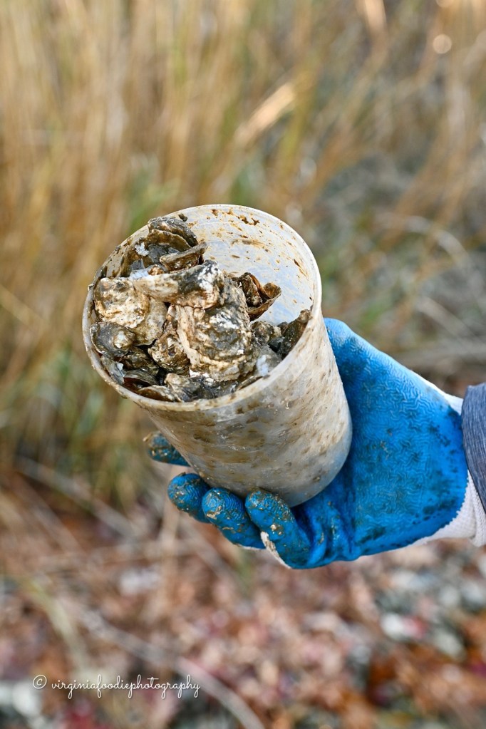 oyster shells inside of a plastic cup that are going to be recycled back to the water