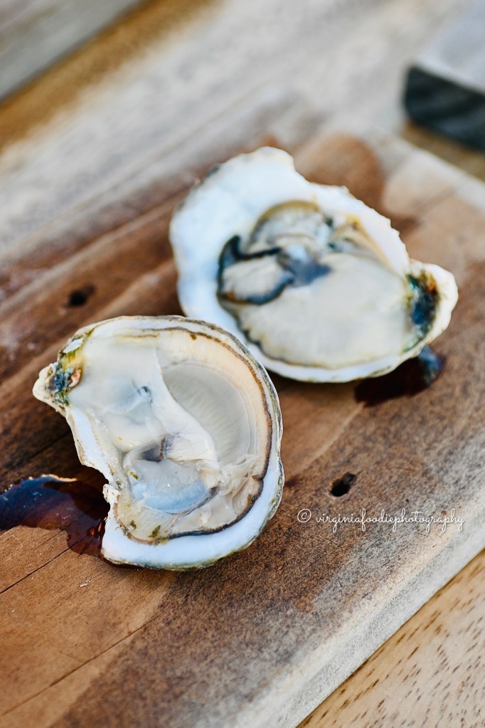 fresh shucked oysters at the tides inn
