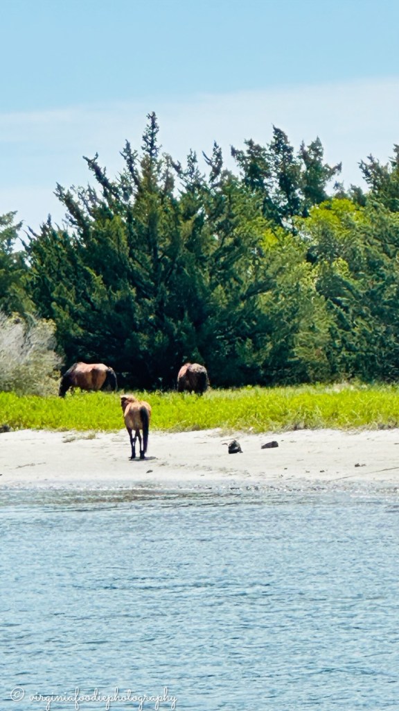 Cruisin’ Tikis Beaufort